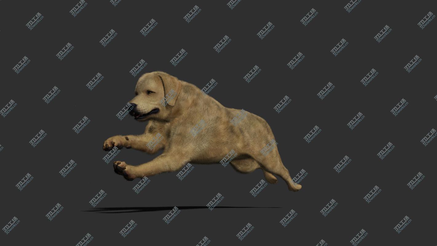 images/goods_img/202105074/3D Dog rigged and animated model/5.jpg